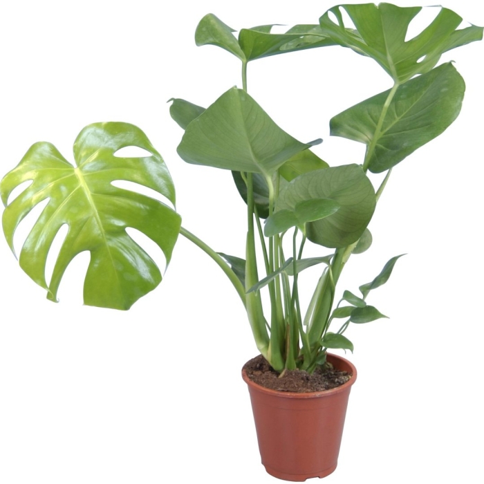 Делициоза монстера