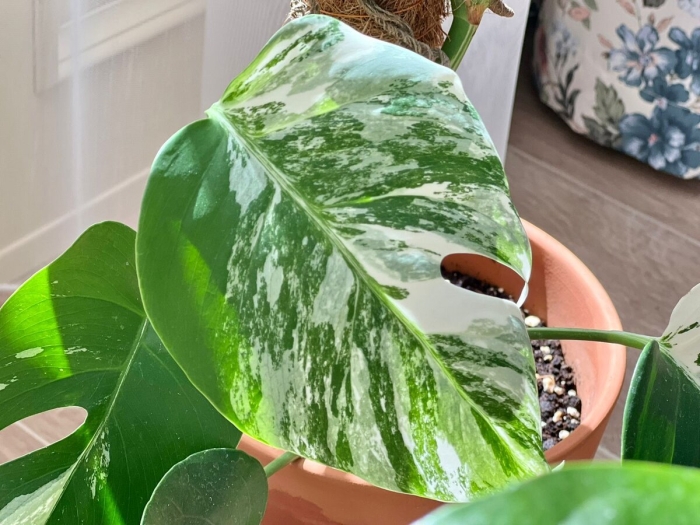 Монстера растение