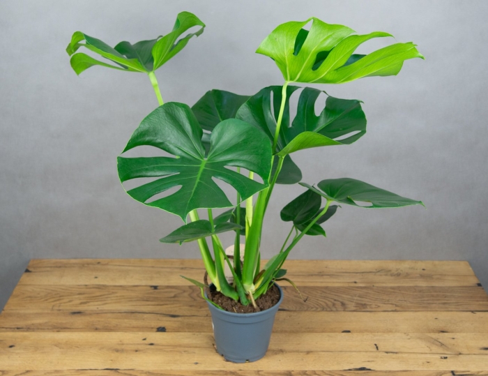 Растение монстера делициоза