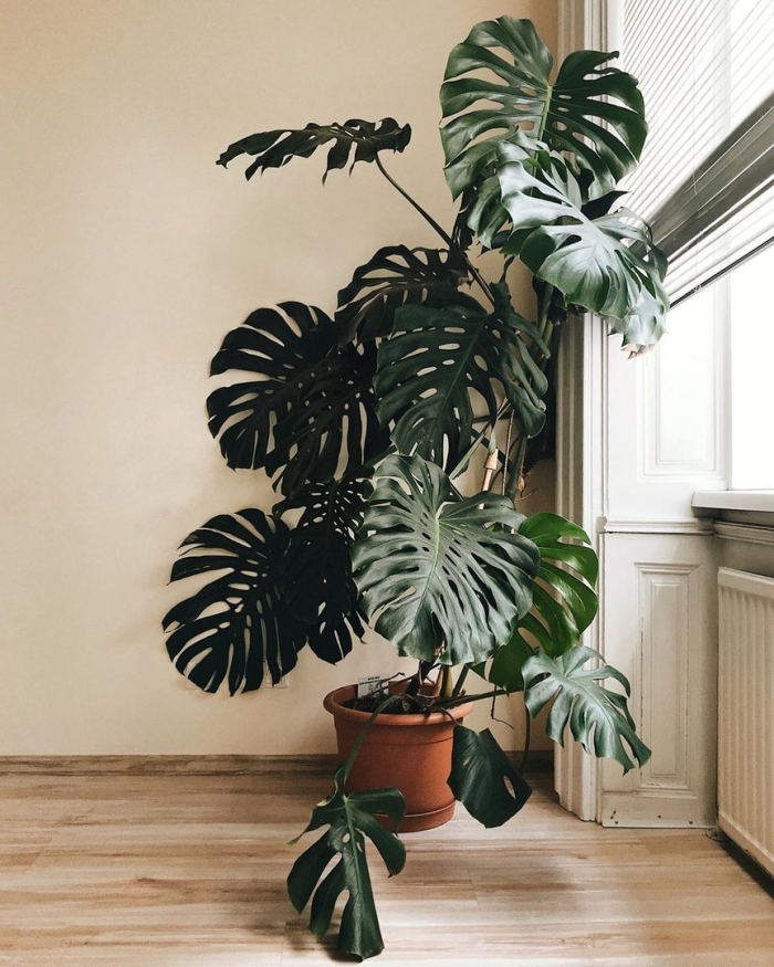 Родина цветка монстера комнатная