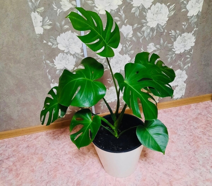 Монстера фридрихшталя