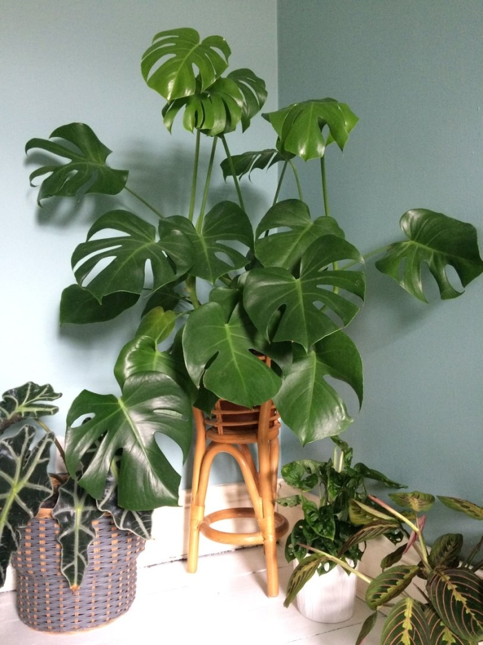 Монстера делициоза monstera deliciosa