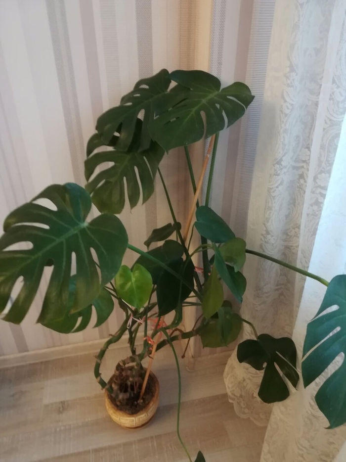 Монстера рафидофора