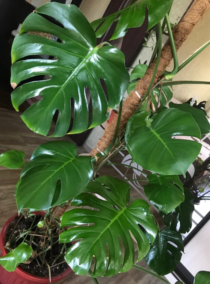 Монстера косая