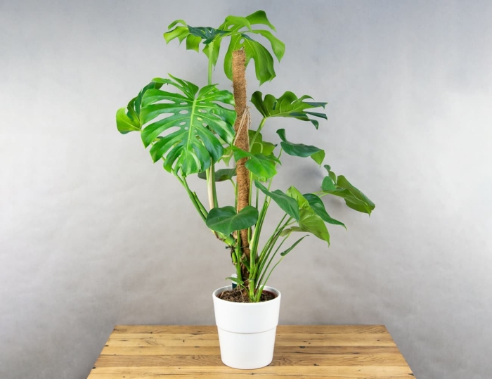 Монстера пертусум