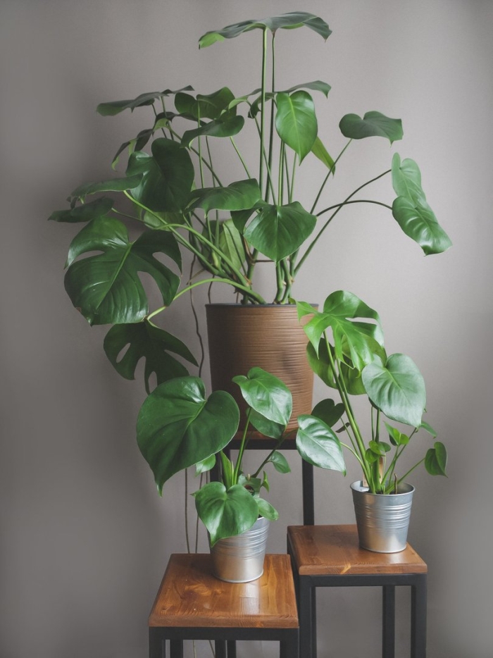 Монстера цветение