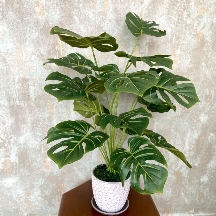 Монстера в горшке