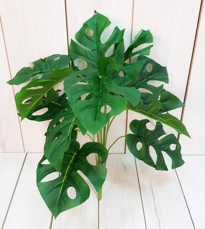 Растение монстера