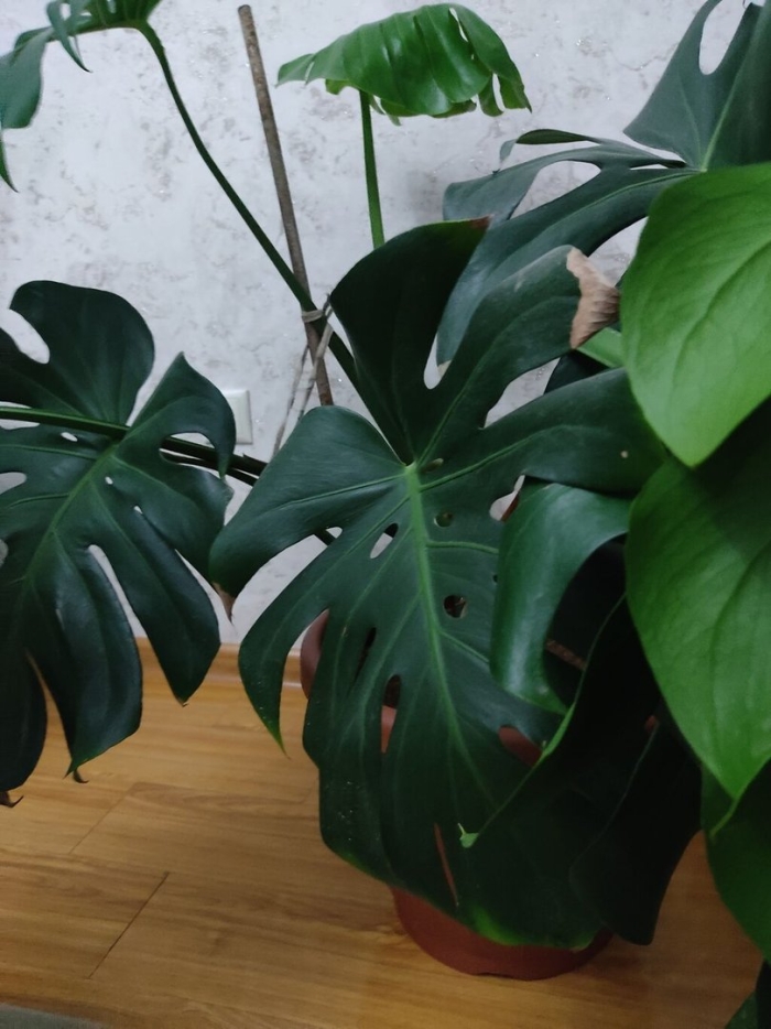 Комнатное растение монстера