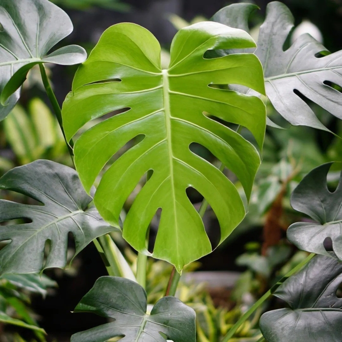 Monstera deliciosa