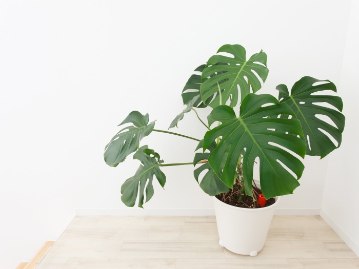 Монстера комнатное растение