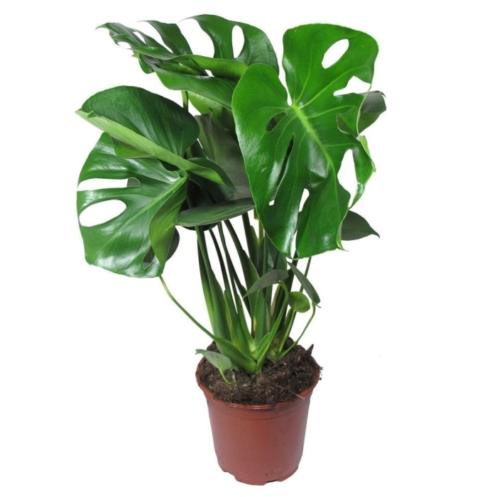 Монстера делициоза