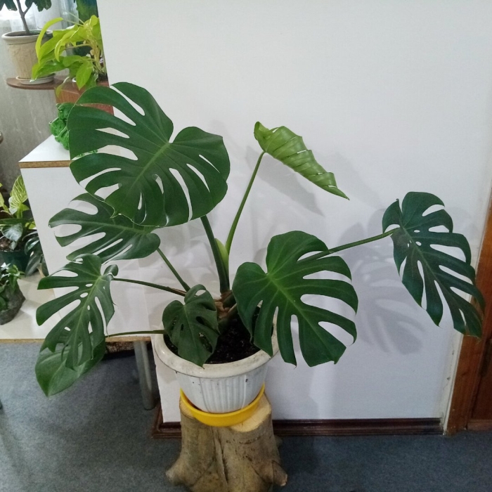 Воздушные корни монстеры