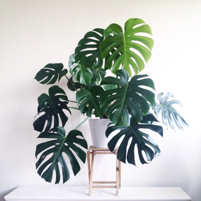 Монстера делициоза monstera deliciosa