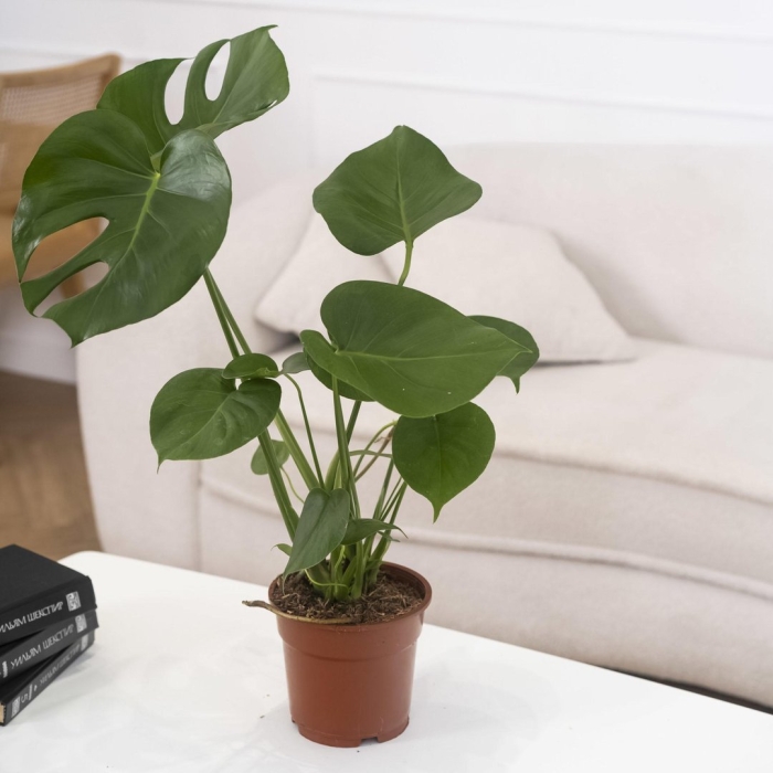 Комнатное растение монстера