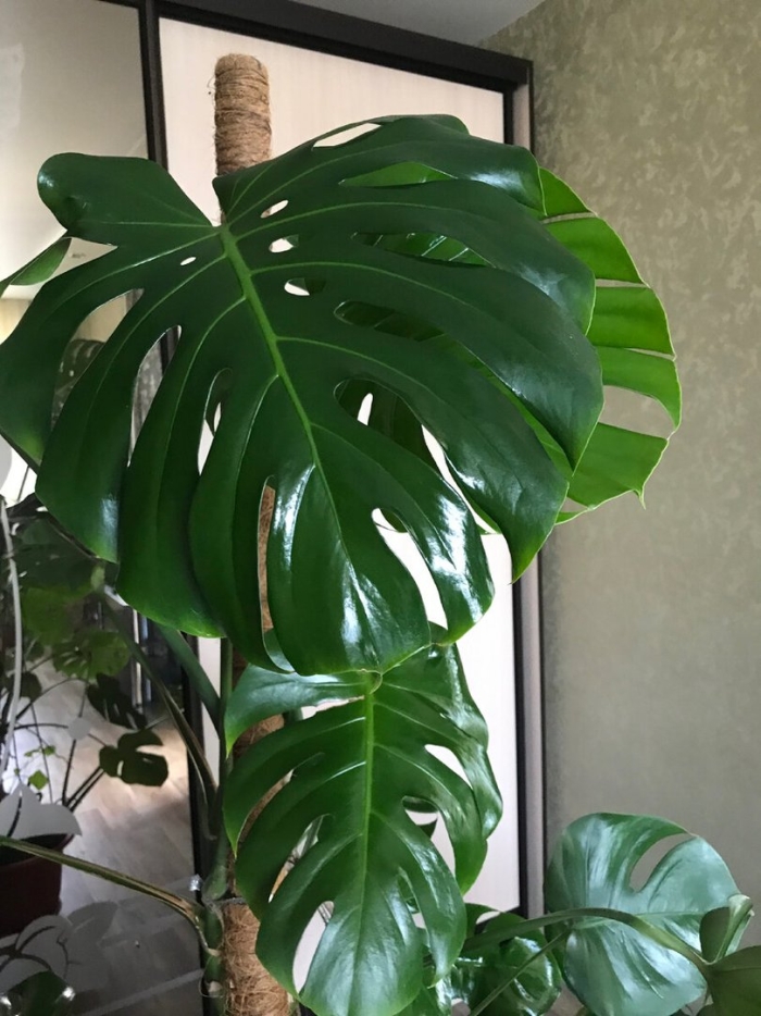 Цветок монстера