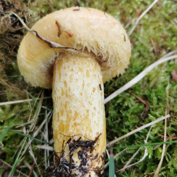 Груздь синеющий (lactárius repraesentáneus)