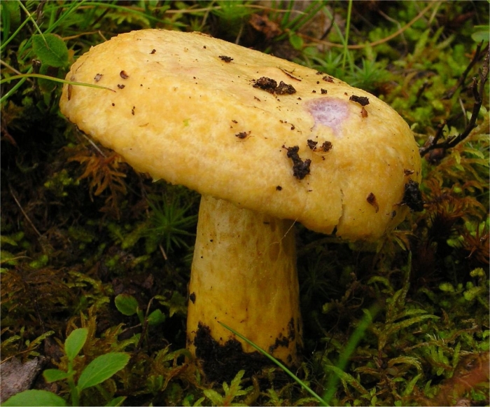 Груздь жёлтый lactarius scrobiculatus