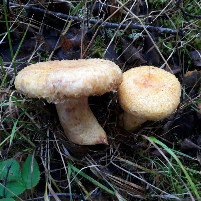 Груздь золотисто желтый лиловеющий