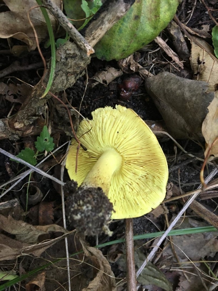 Рядовка лиственная tricholoma frondosae