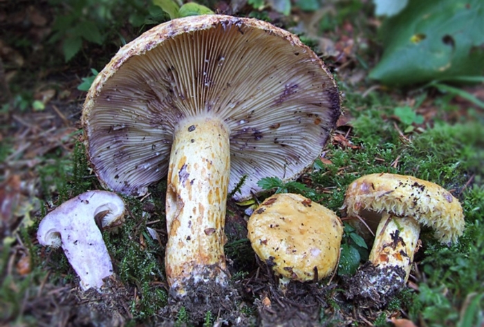 Груздь синеющий (lactárius repraesentáneus)