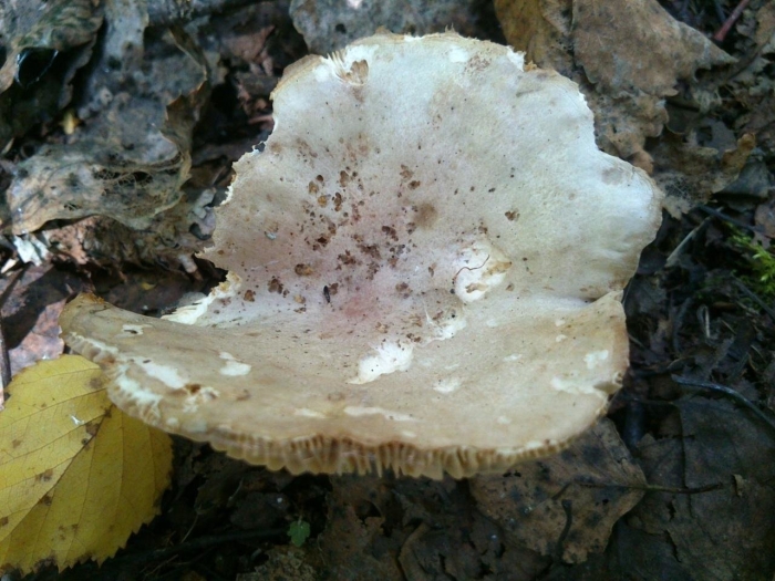 Серушка гриб lactarius flexuosus