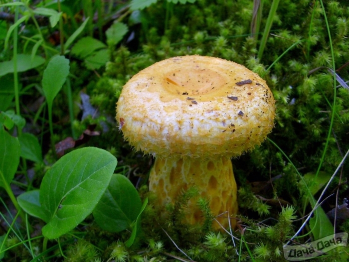Груздь жёлтый lactarius scrobiculatus