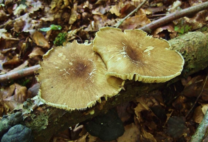 Грибы коллибия широкопластинчатая