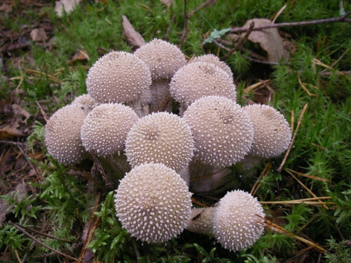 Дождевик шиповатый lycoperdon perlatum