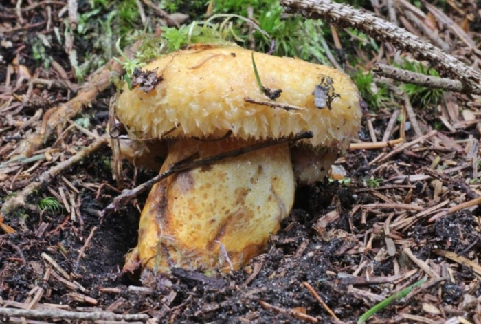Груздь жёлтый lactarius scrobiculatus