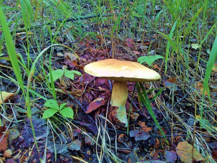 Гриб молоканка