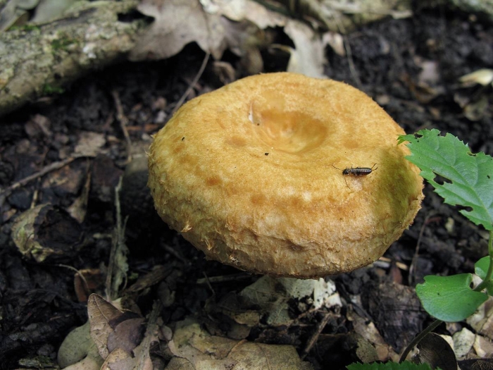 Млечник древесинный грибы