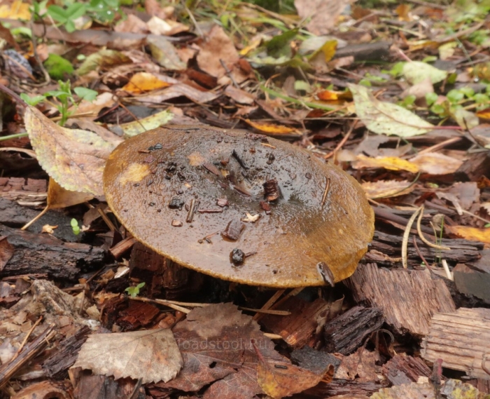 Черные грузди