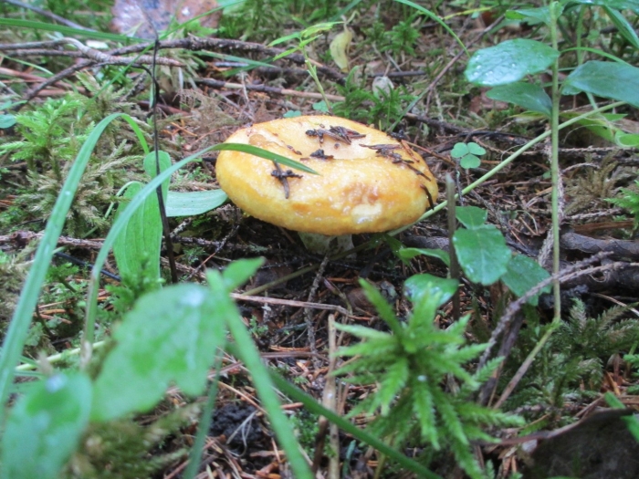 Гриб желтый