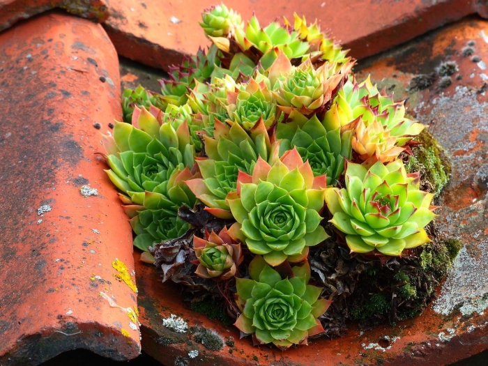 Молодило каменная роза