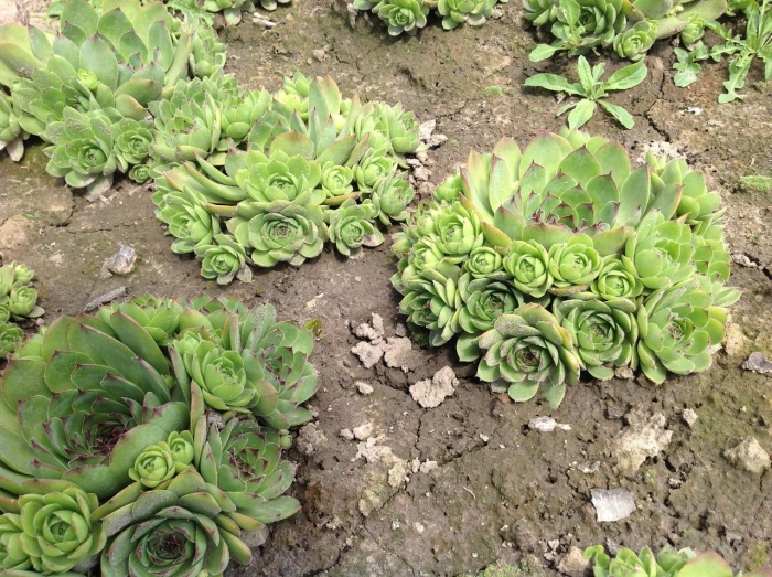 Седум очиток каменная роза