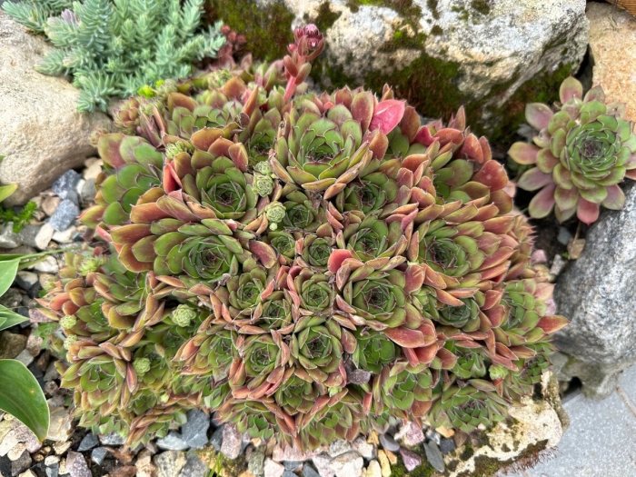 Sempervivum tectorum