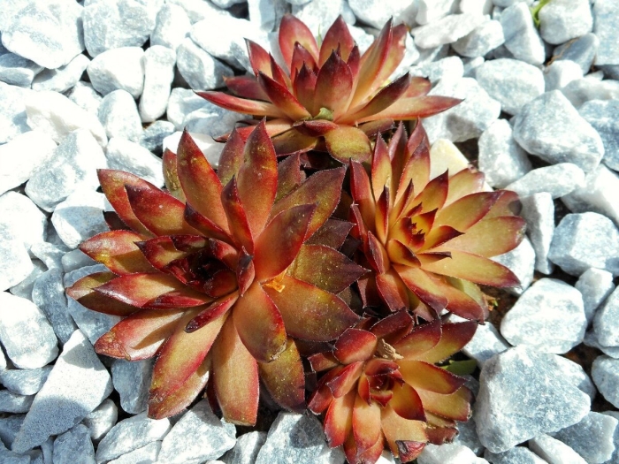 Молодило sempervivum silberkarneol