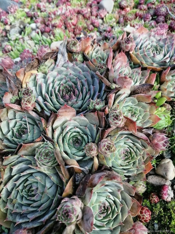 Каменная роза молодило