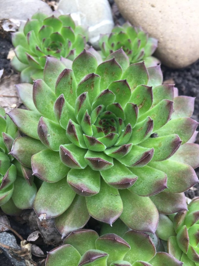 Молодило живучка