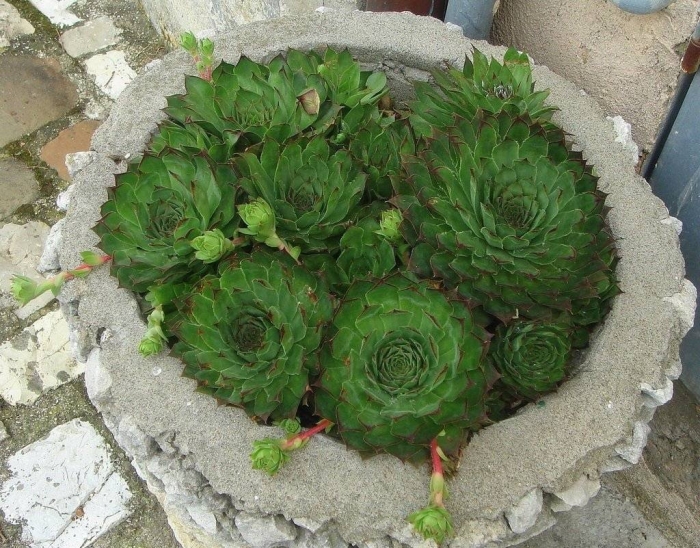 Молодило каменная роза