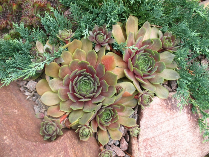 Альпийская живучка sempervivum