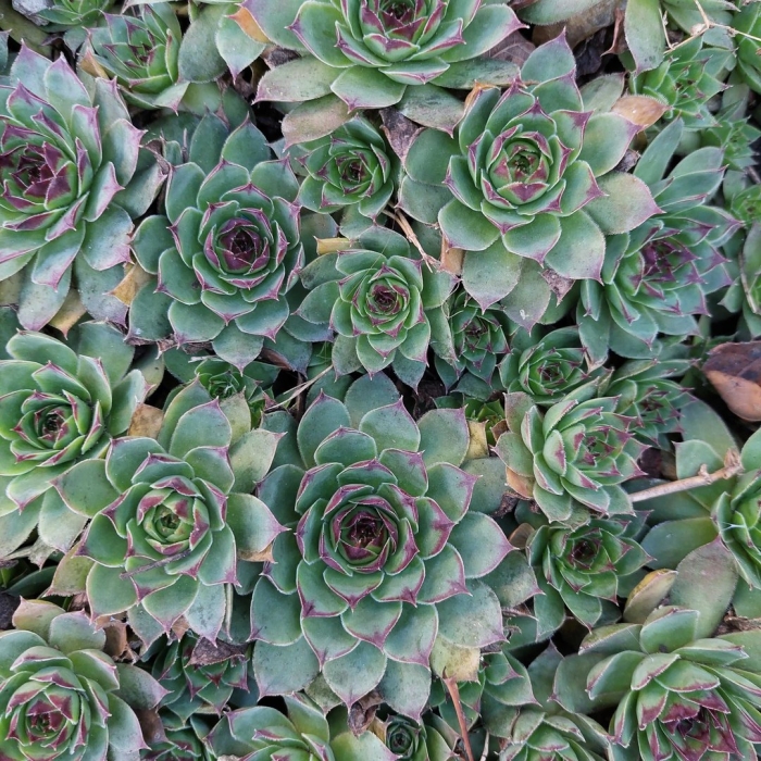 Молодило sempervivum 'othello'