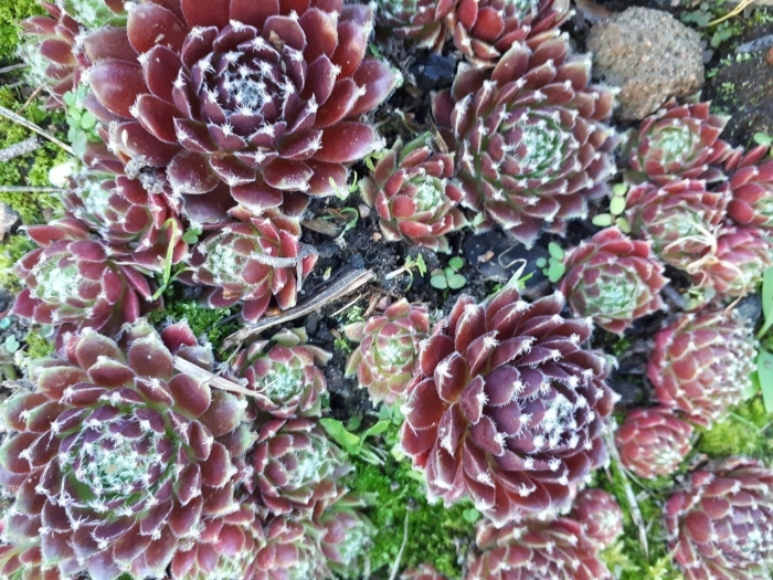 Молодило sempervivum