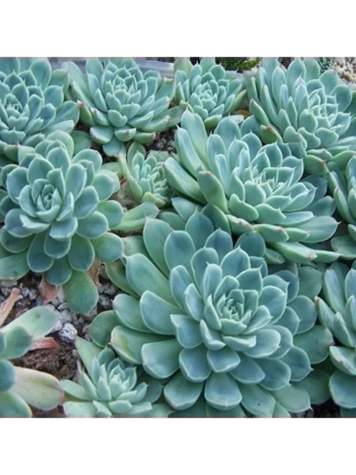 Эхеверия элеганс суккулент