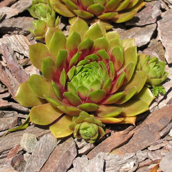 Молодило sempervivum
