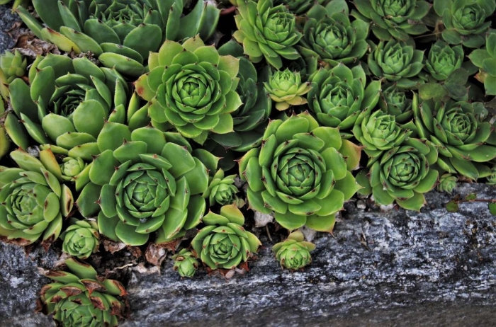Sempervivum caucasicum