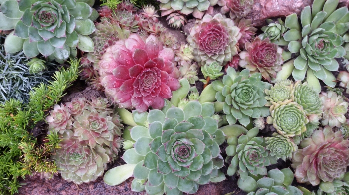 Суккуленты молодило каменная роза