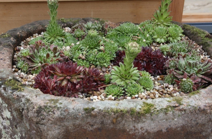 Камнеломка семпервивум