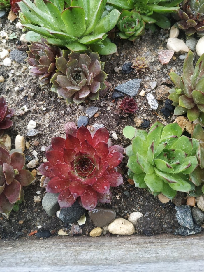 Молодило цветок